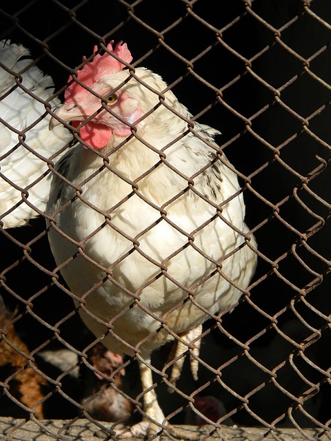 球隊表現 球隊表現